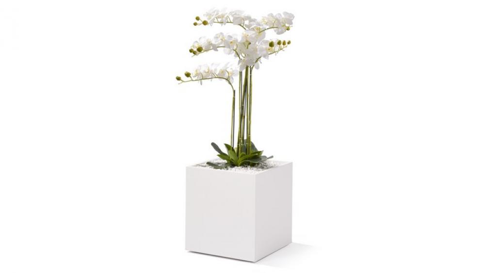 Orchidee