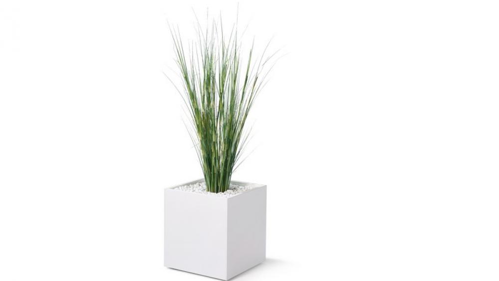 Seegras klein