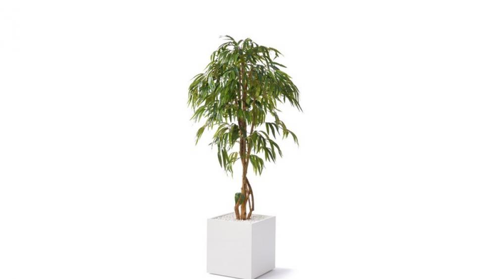 Ficus groß