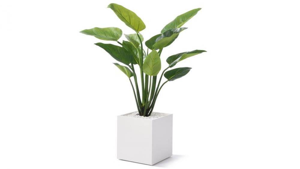 Curcuma groß